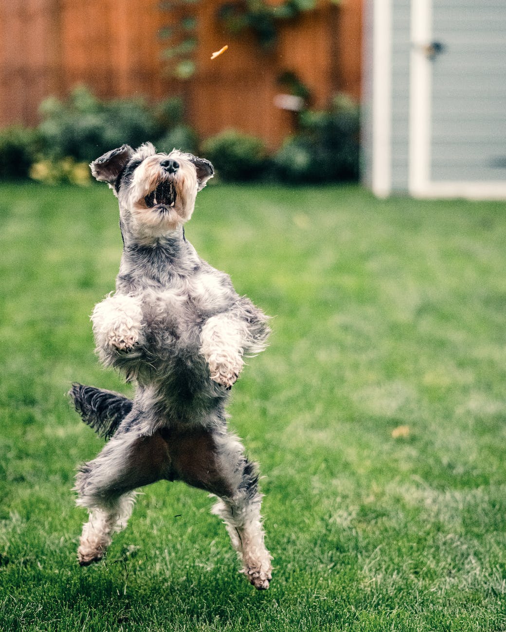 grey and white miniature schnauzer running on green grass field