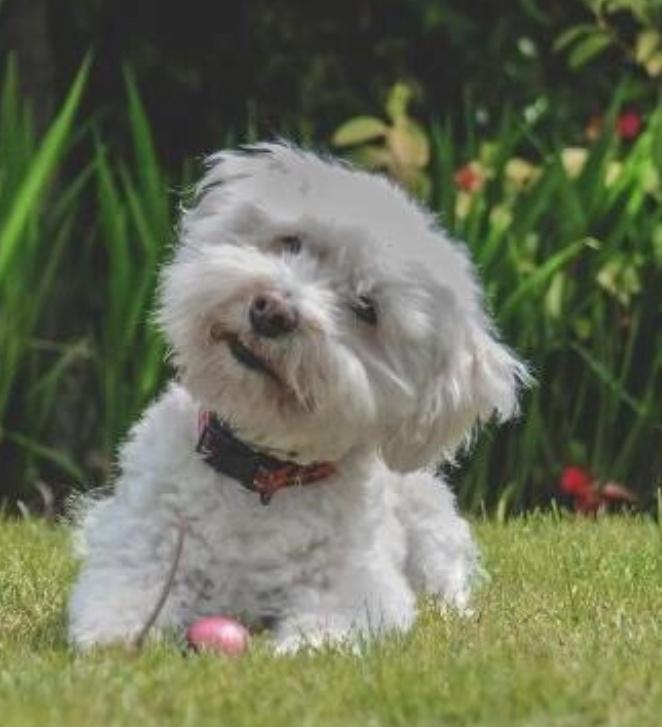 fluffy white dog