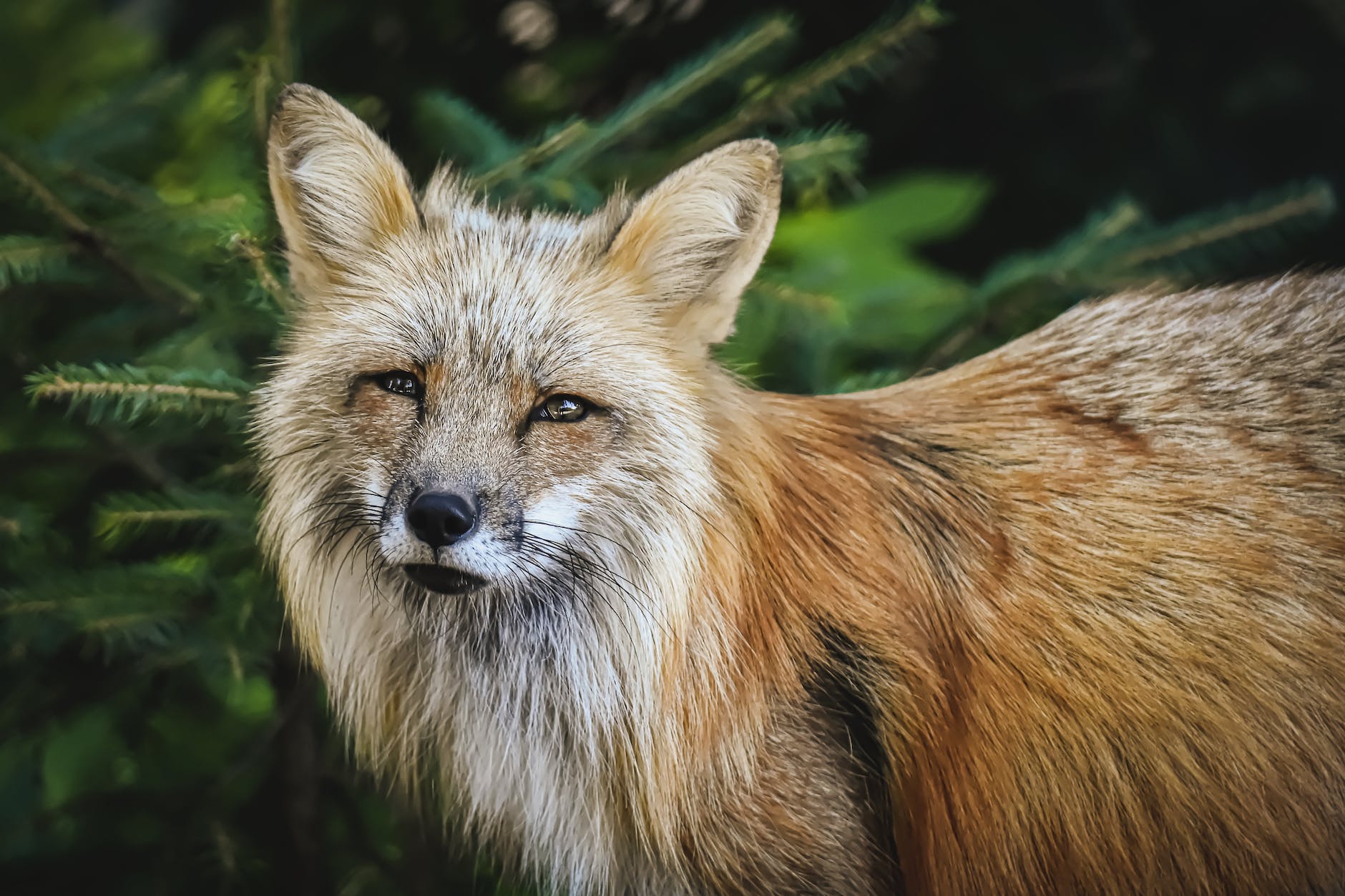 close up shot of a fox looking at camera