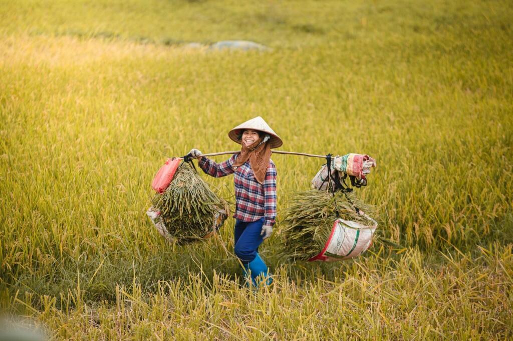 joy on paddy field