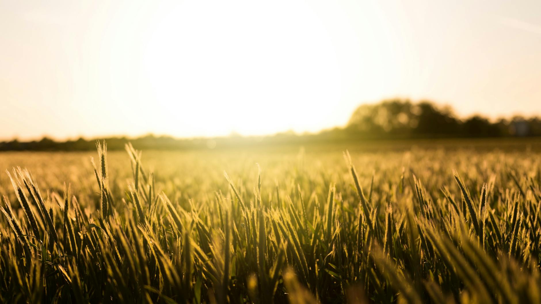 wheat field in close up photography