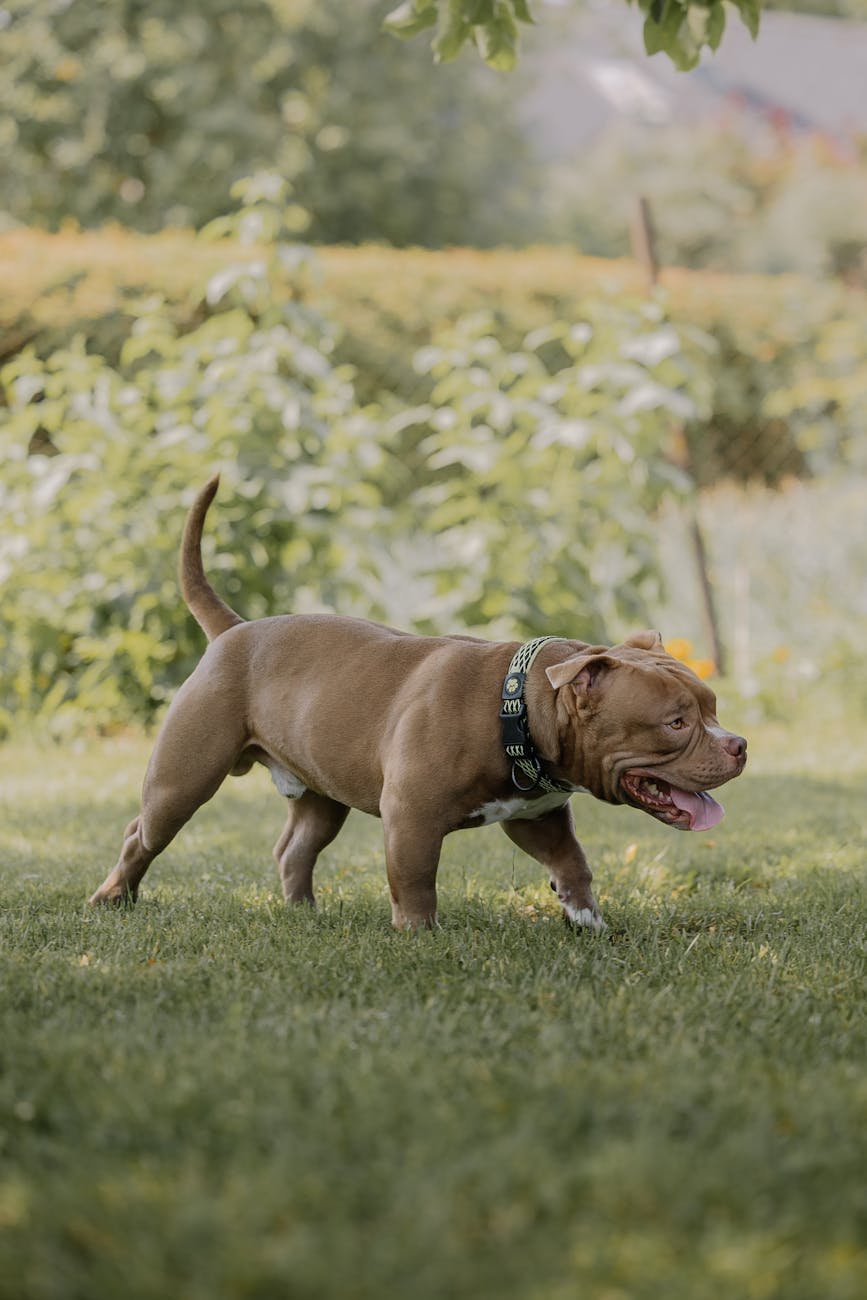 pitbull on grass