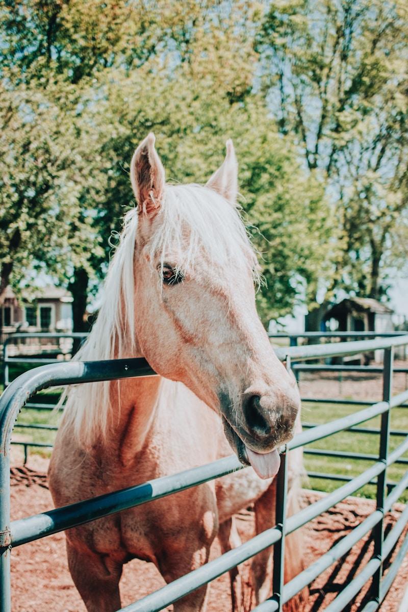 white horse in a cage