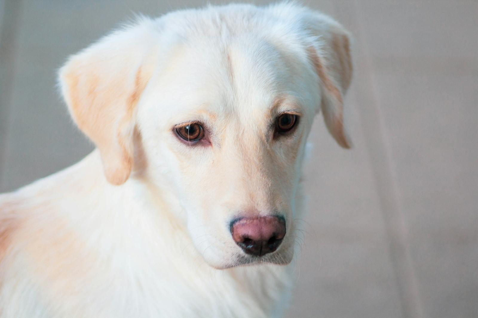 Close-up portrait of a cute Labrador Retriever puppy with soft fur and gentle expression.