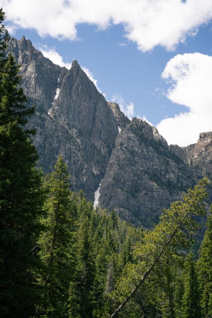 A forest with a mountain in the background