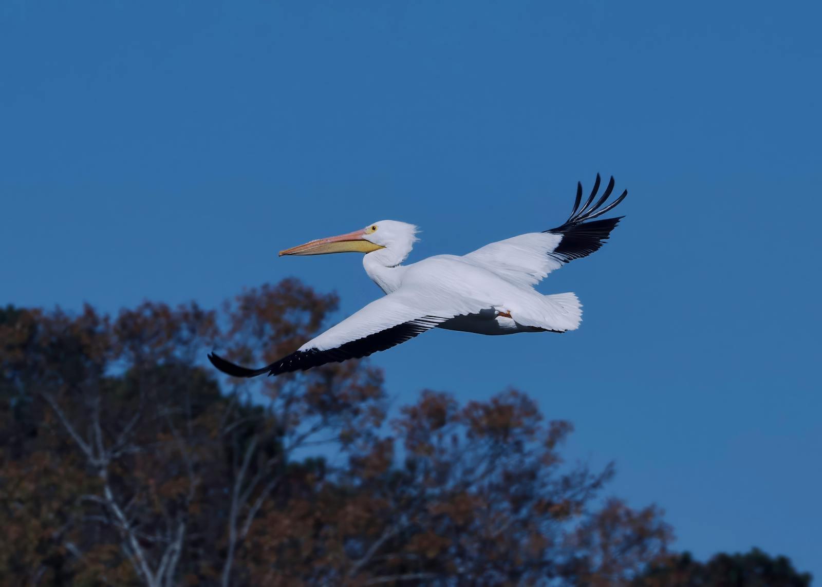 American White Pelican in flight