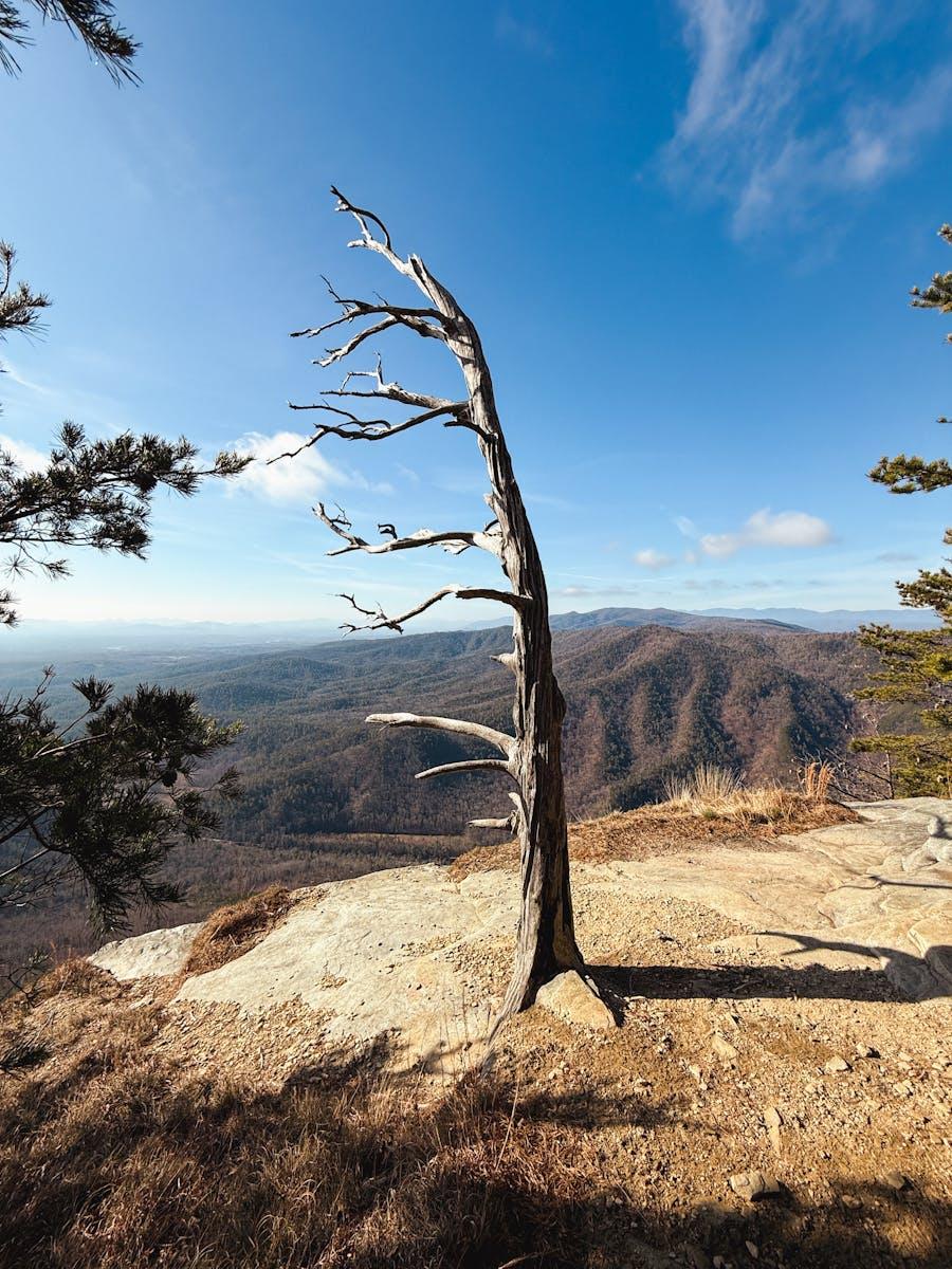 naked tree