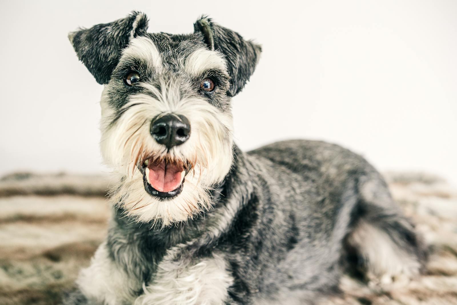 Smiling Schnauzer dog laying on a soft rug, showcasing happiness indoors.