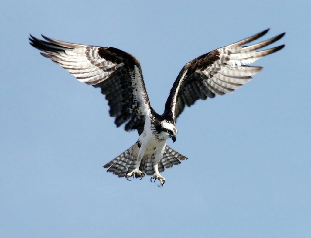 Close-up of an osprey gliding through clear skies with wings wide open, showcasing nature's beauty.