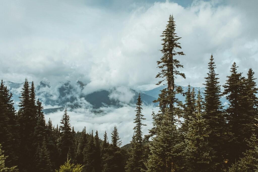 green pine trees under white clouds