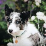 Why the Border Collie is Perfect for Bedford, Virginia