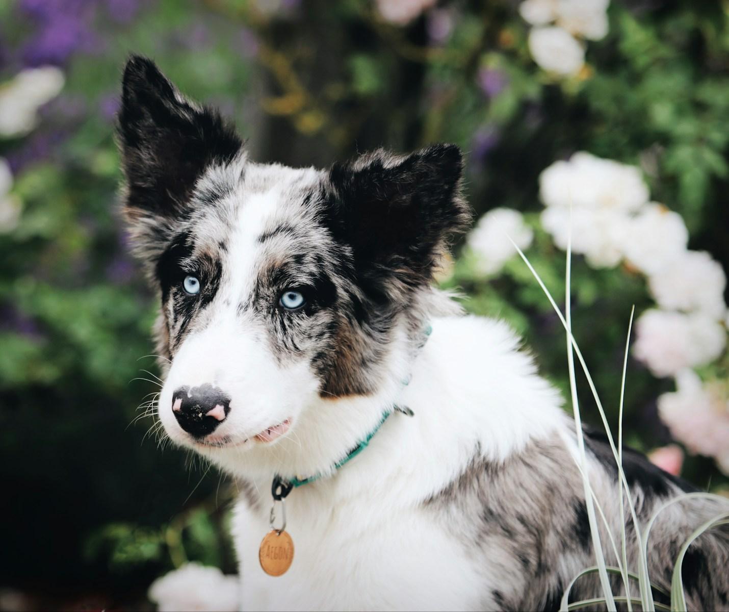 Why the Border Collie is Perfect for Bedford, Virginia