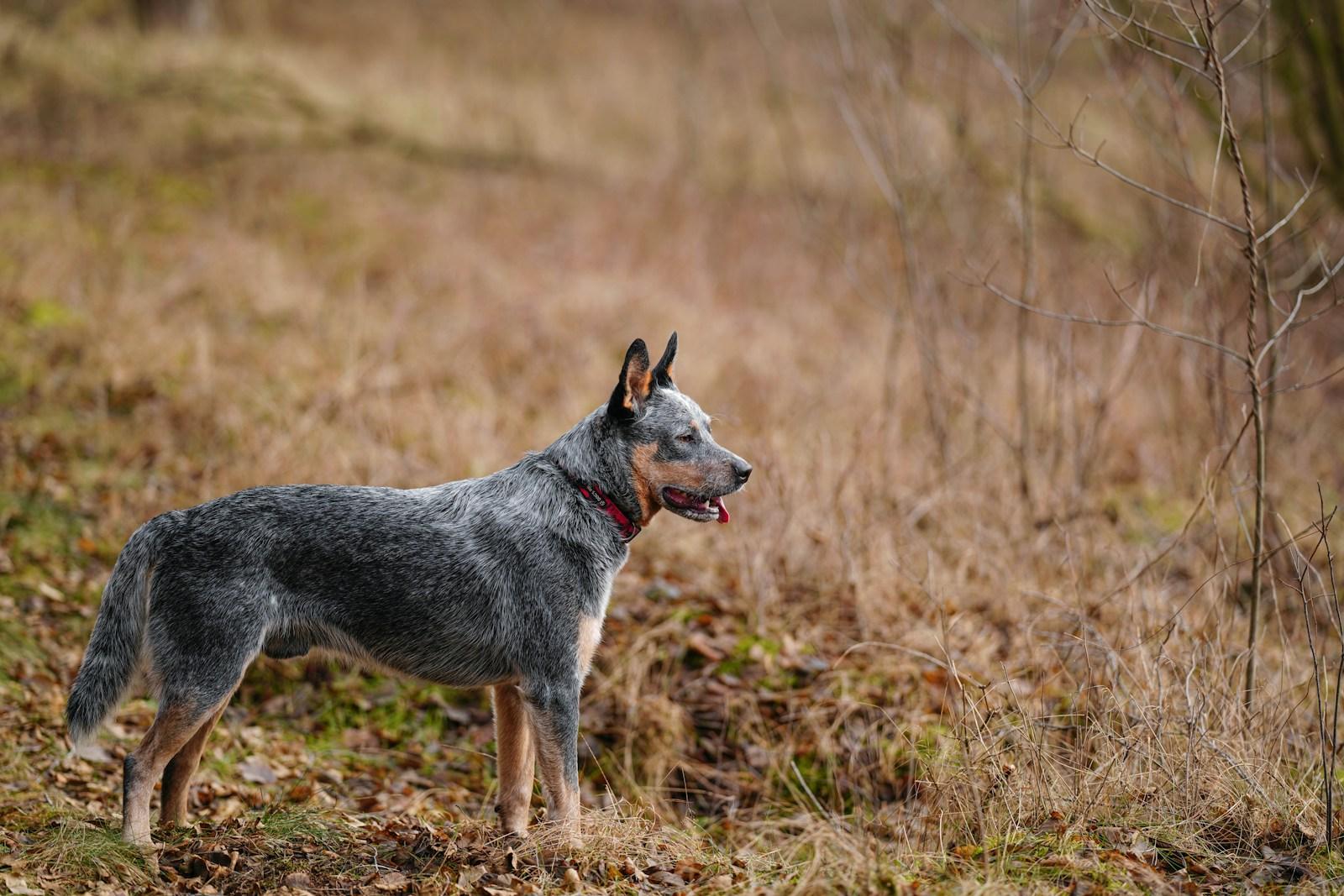 Why the Australian Cattle Dog is Perfect for Halifax, Virginia