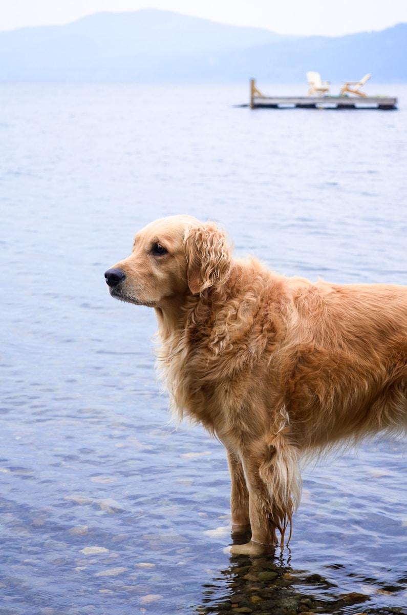 Why the Golden Retriever is Perfect for Smith Mountain Lake