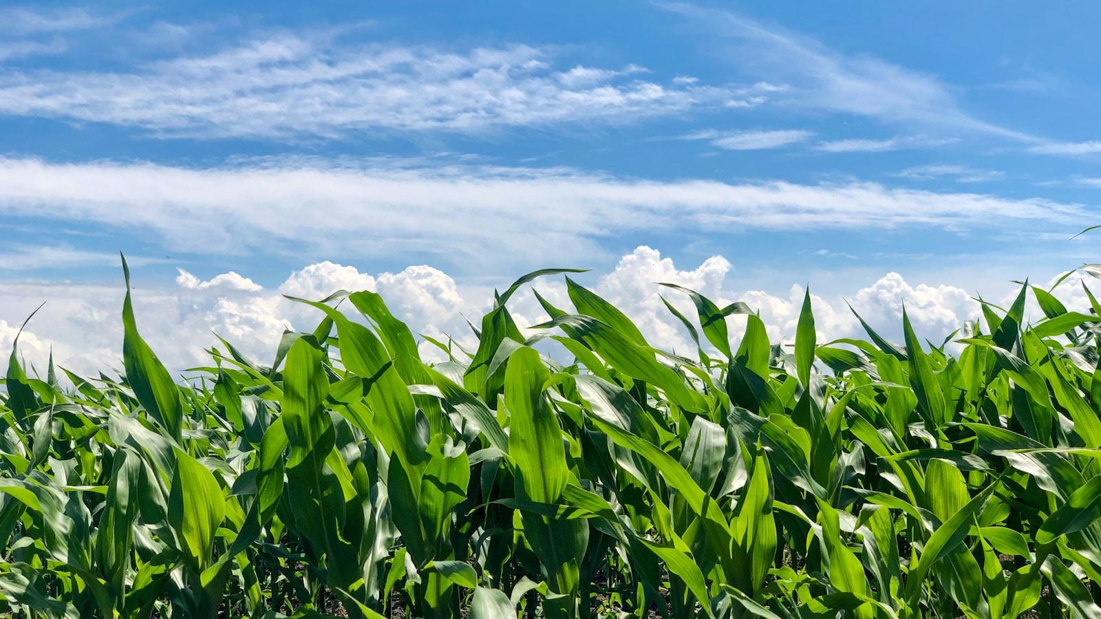 green corn field under blue sky and white clouds during daytime