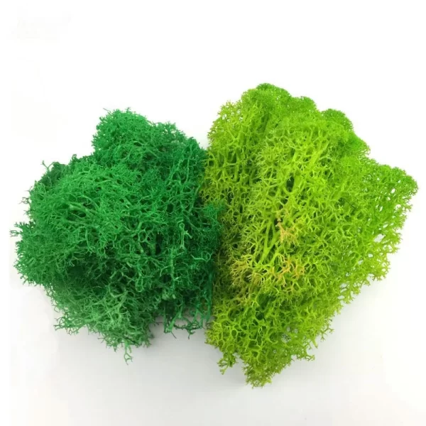 2020 Home Decor China Products Manufacturers Artificial Natural Plants Real Preserved Moss for Wall Decor - Image 4