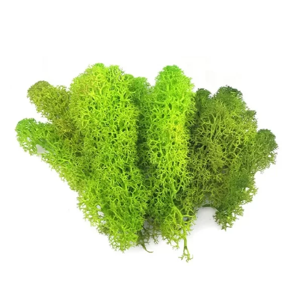 2020 Home Decor China Products Manufacturers Artificial Natural Plants Real Preserved Moss for Wall Decor - Image 5