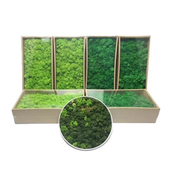 2020 Home Decor China Products Manufacturers Artificial Natural Plants Real Preserved Moss for Wall Decor - Image 3